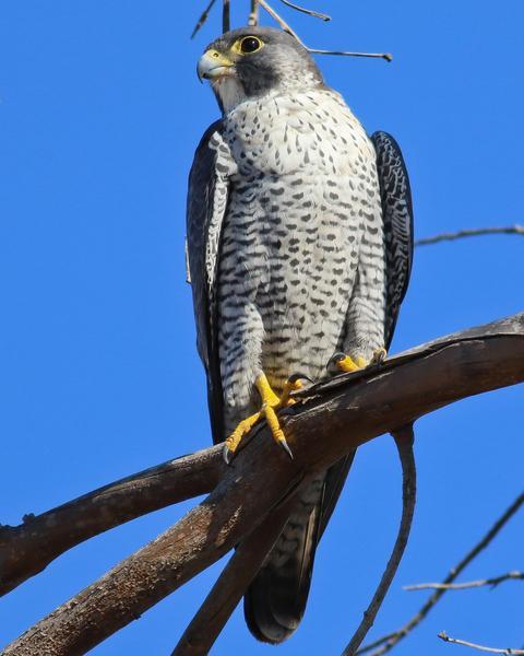 Peregrine Falcon (Peale's)