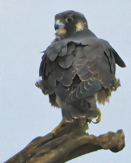 Peregrine Falcon (Peale's)