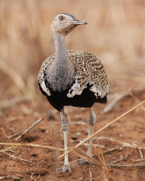 Red-crested Bustard