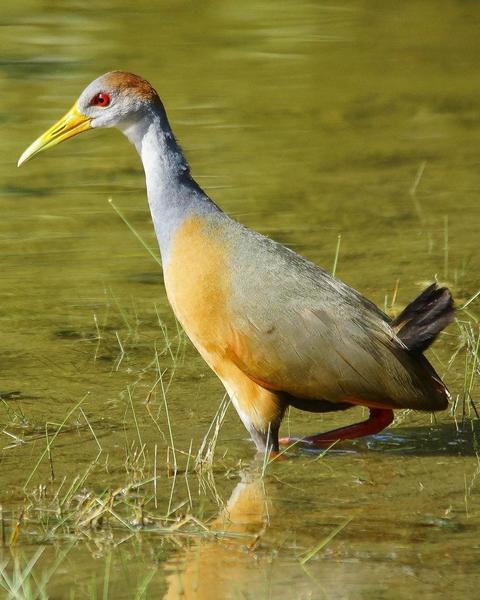 Russet-naped/Gray-cowled Wood-Rail