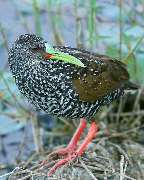 Spotted Rail