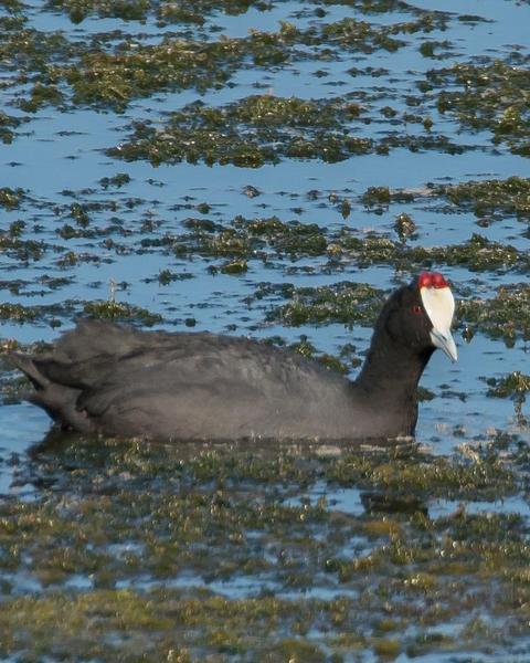 Red-knobbed Coot