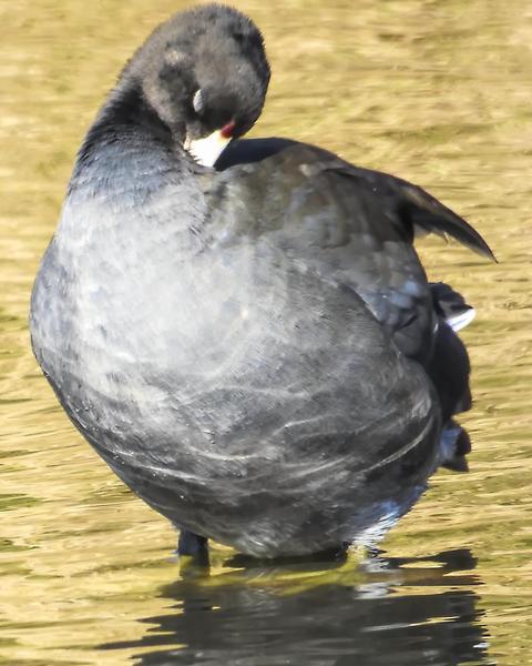 American Coot (Red-shielded)