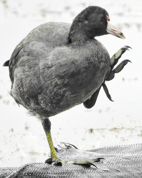 American Coot (Red-shielded)