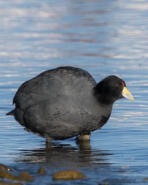 Slate-colored Coot