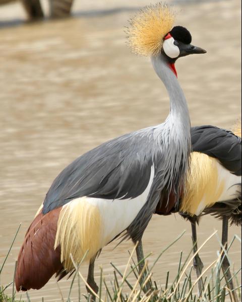Gray Crowned-Crane
