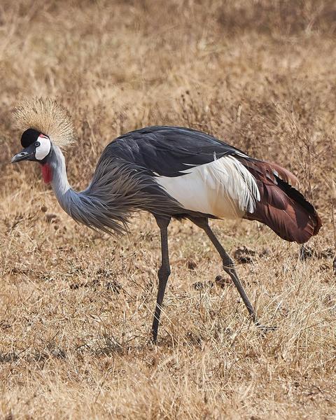Gray Crowned-Crane