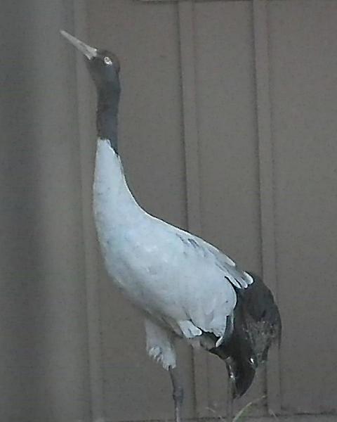 Black-necked Crane