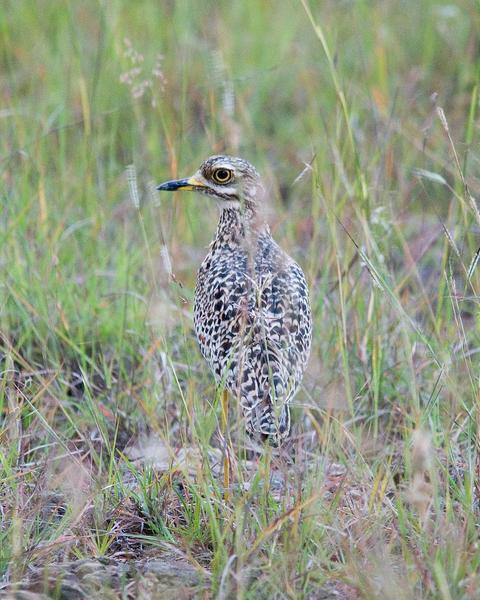 Spotted Thick-knee
