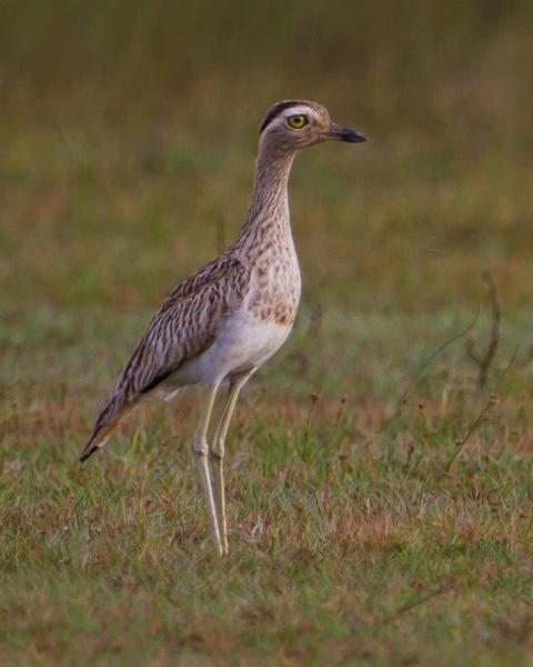 Double-striped Thick-knee