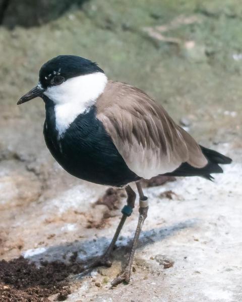 Spur-winged Lapwing
