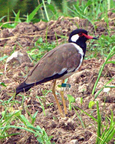 Red-wattled Lapwing