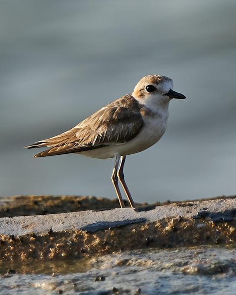 Malaysian Plover