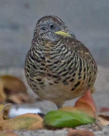 Barred Buttonquail