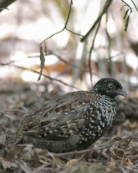 Black-breasted Buttonquail