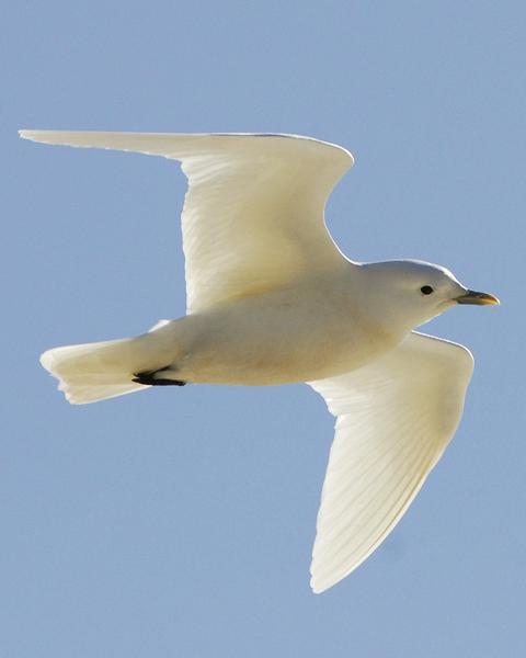 Ivory Gull