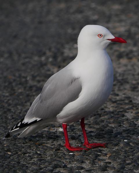 Silver Gull (Red-billed)