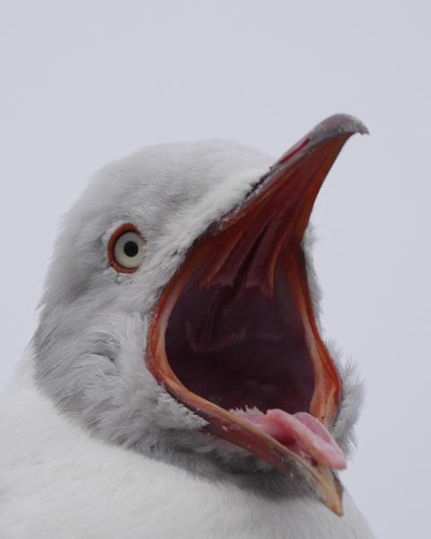 Gray-hooded Gull
