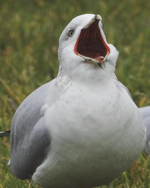 Ring-billed Gull