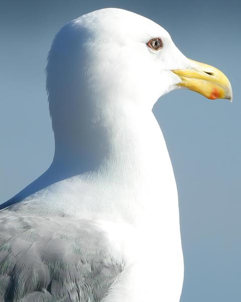 Western x Glaucous-winged Gull (hybrid)