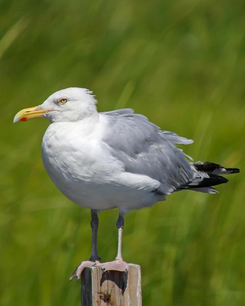 Herring Gull (American)