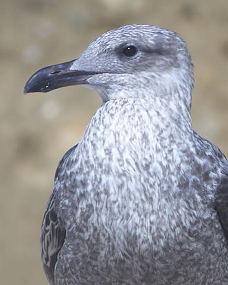 Herring Gull (American)