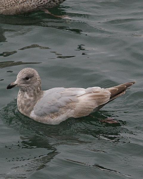 Iceland Gull (Thayer's)