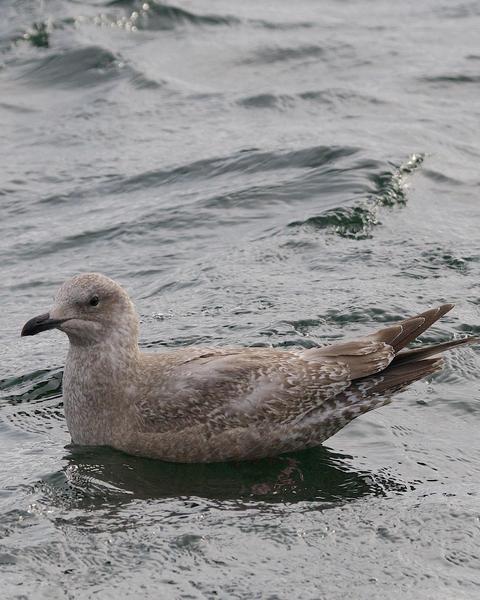 Iceland Gull (Thayer's)
