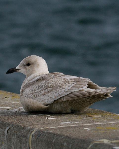 Iceland Gull (glaucoides/kumlieni)