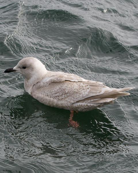 Iceland Gull (glaucoides/kumlieni)
