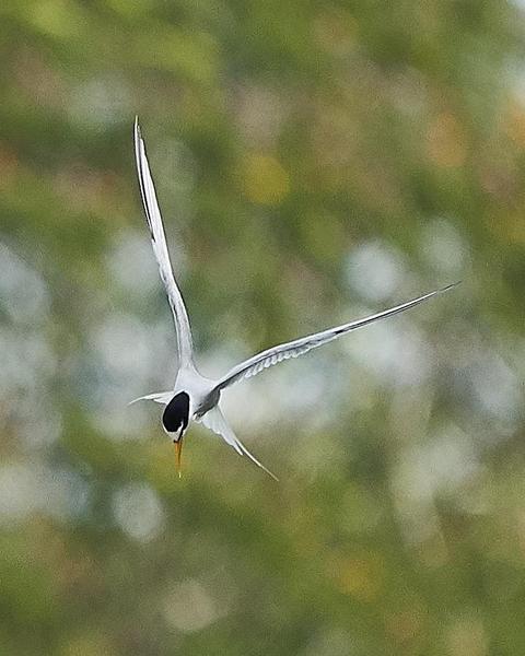 Little Tern