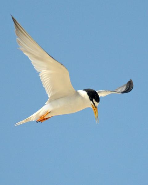 Least Tern (California)