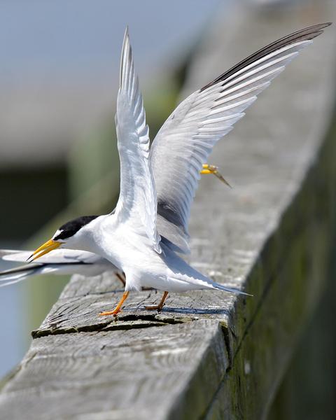 Least Tern (Atlantic)