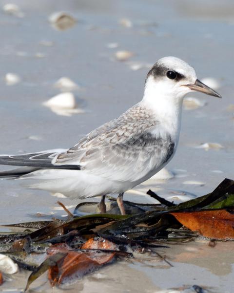 Least Tern (Atlantic)