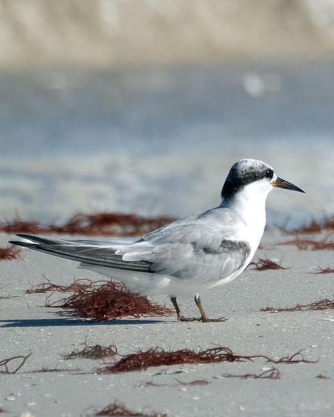 Least Tern (Atlantic)