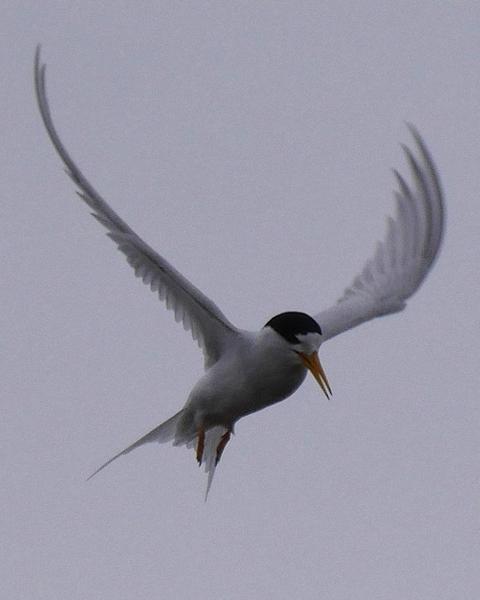 Australian Fairy Tern