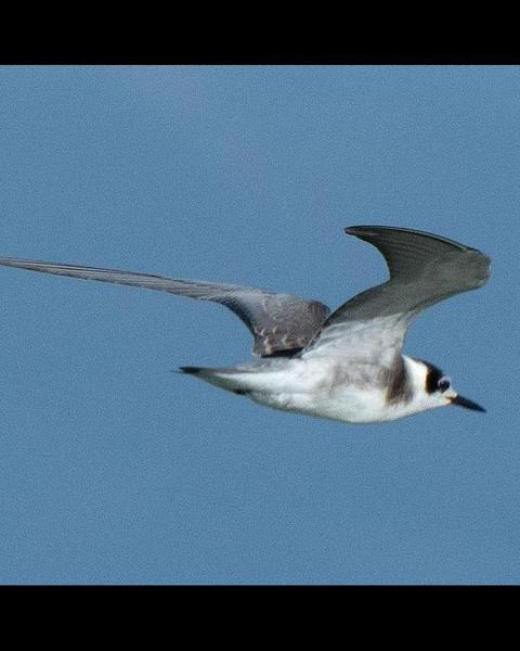 Black Tern (American)