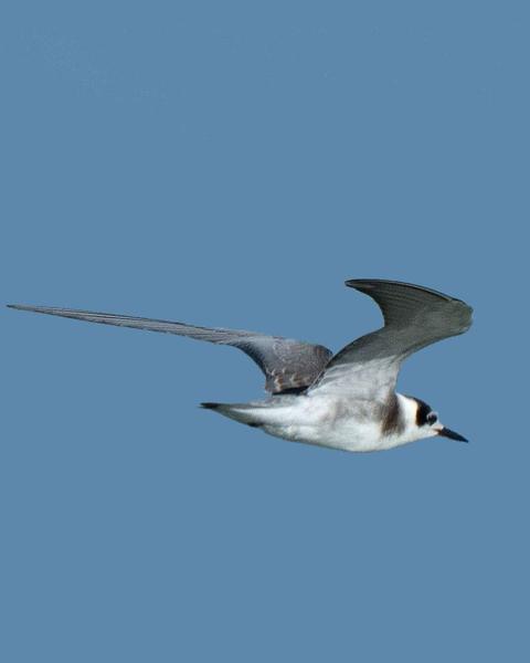 Black Tern (American)