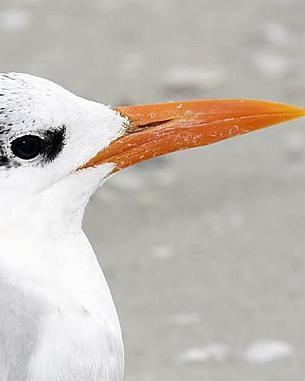 Royal Tern (American)