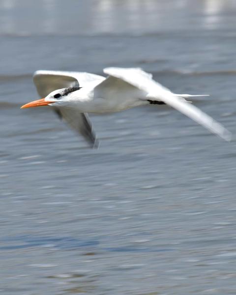 Royal Tern (American)