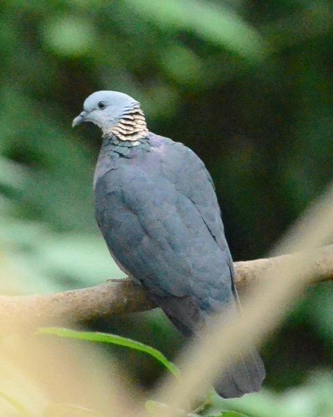Ashy Wood-Pigeon