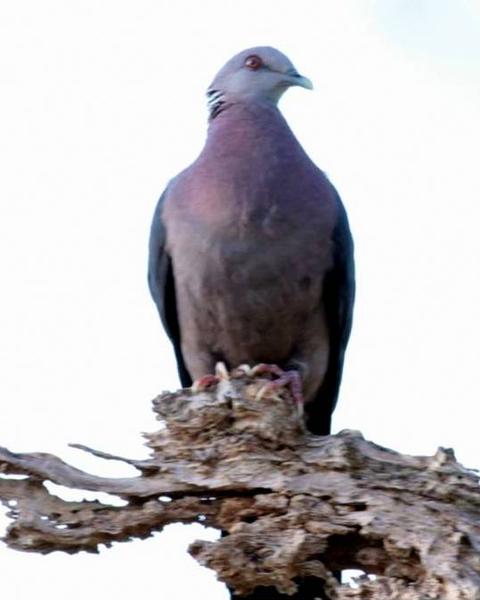 Sri Lanka Wood-Pigeon