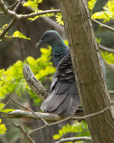 Japanese Wood-Pigeon