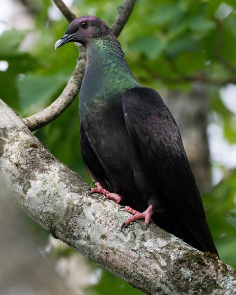 Japanese Wood-Pigeon