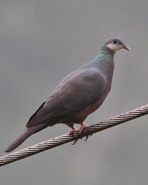 Metallic Pigeon