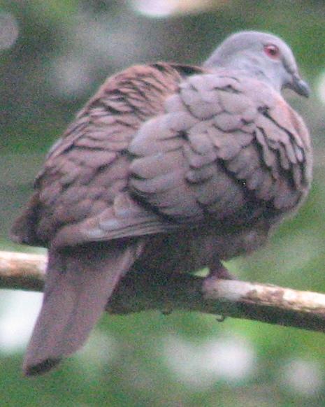 Dusky Pigeon