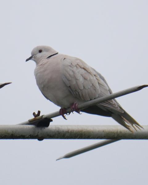 African Collared-Dove