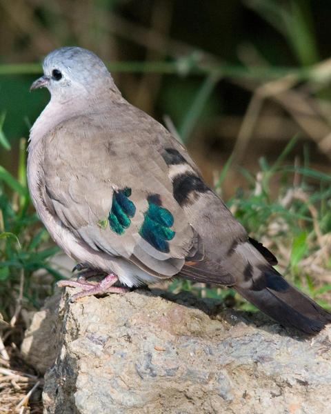 Emerald-spotted Wood-Dove