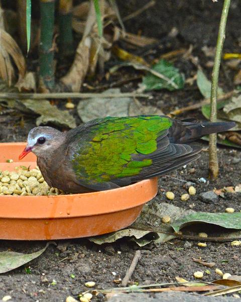 Asian/Pacific Emerald Dove