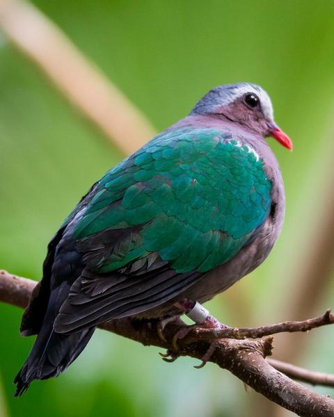 Asian/Pacific Emerald Dove